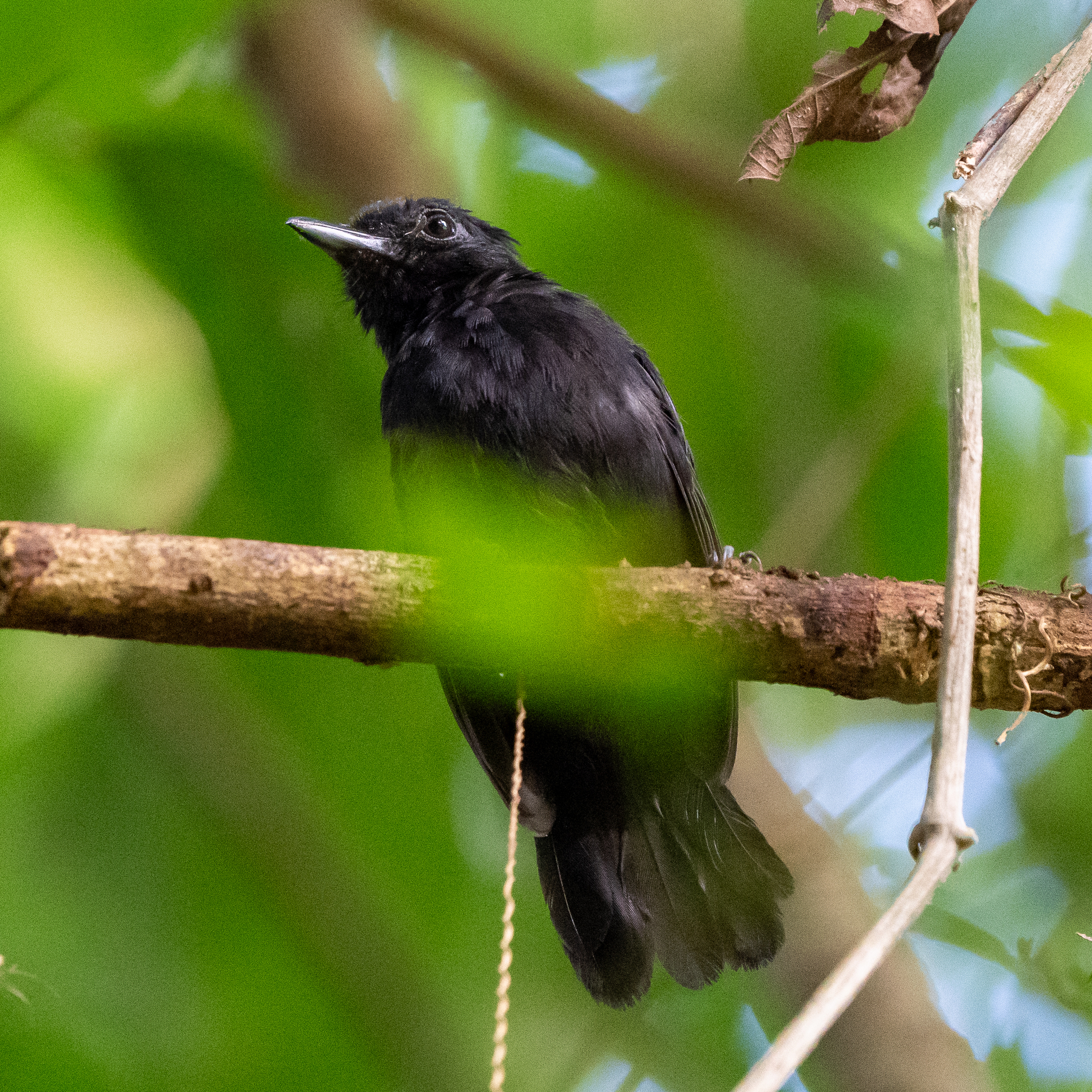 Black Antshrike (Thamnophilus nigriceps), photo 7