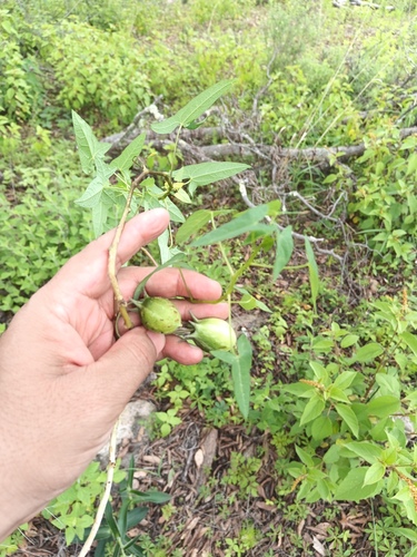 Jarilla (Jarilla heterophylla)