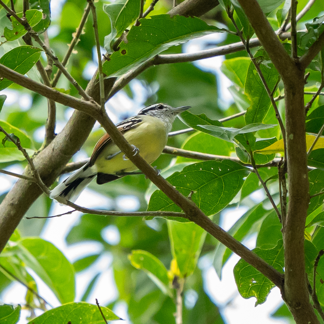 Rusty-winged Antwren (Herpsilochmus frater), photo 7
