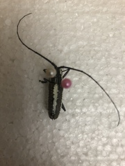 Neoptychodes trilineatus