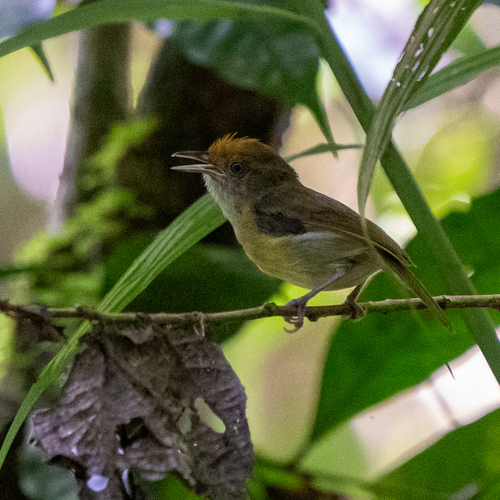Ochre-crowned Greenlet (Tunchiornis ochraceiceps), photo 10