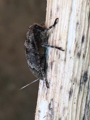Prosoplus bankii
