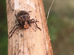 Prosoplus bankii