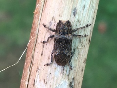 Prosoplus bankii