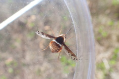 Bombylius pygmaeus
