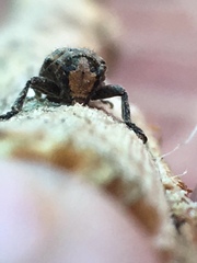 Prosoplus bankii