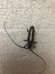 Neoptychodes trilineatus