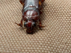 Nicrophorus pustulatus