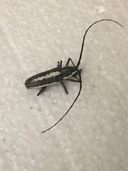 Neoptychodes trilineatus