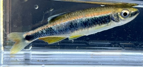 Sailfin shiner (Pteronotropis hypselopterus) — Cyprinidae — 3