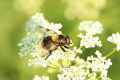 Volucella bombylans