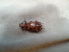 Nicrophorus pustulatus