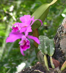 Cattleya labiata