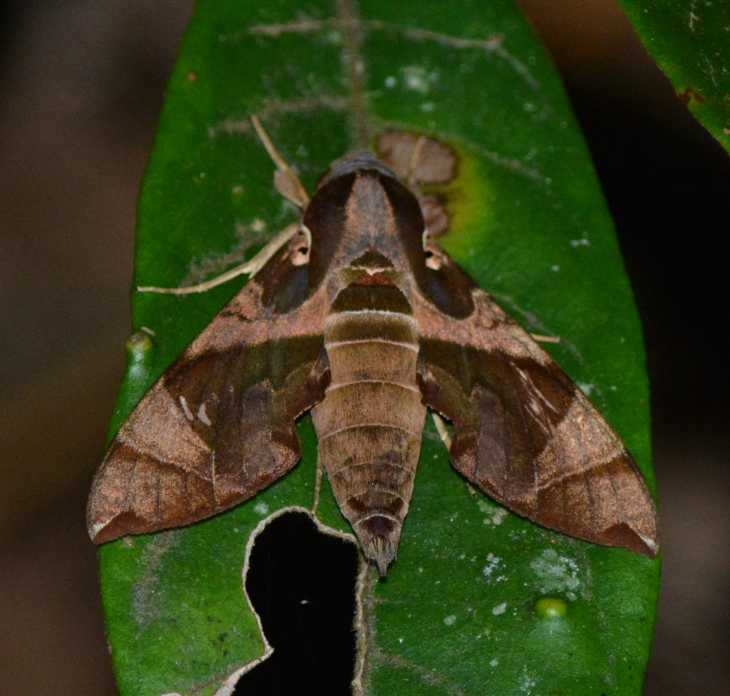 Daphnis layardii