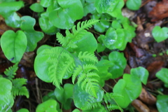 Gymnocarpium jessoense