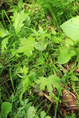 Geranium maximowiczii