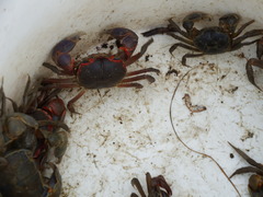 Chasmagnathus convexus