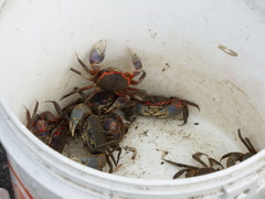 Chasmagnathus convexus