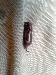 Nicrophorus pustulatus