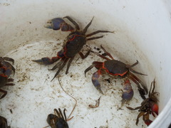 Chasmagnathus convexus