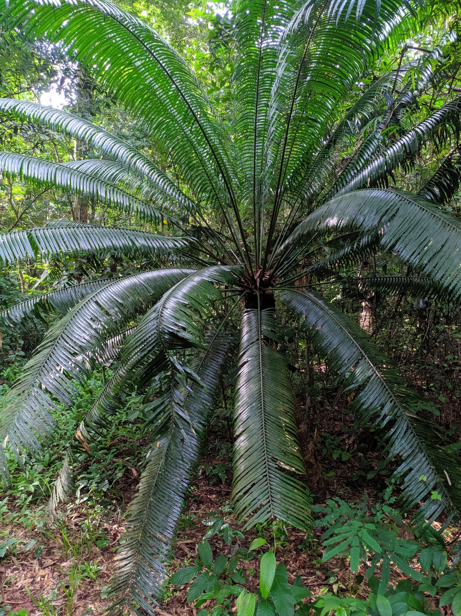 Cycas inermis