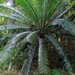 Cycas inermis - Photo (c) Grigory Evtukh, some rights reserved (CC BY-NC), uploaded by Grigory Evtukh