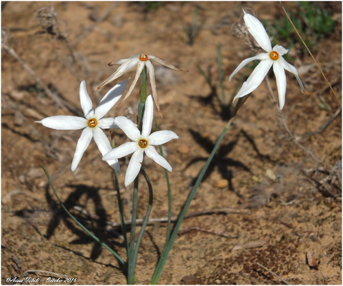 Image of Narcissus elegans by (c) Aissa Djamel Filali, some rights reserved (CC BY-SA)
