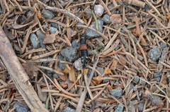 Staphylinus erythropterus