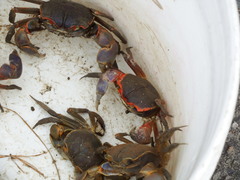 Chasmagnathus convexus