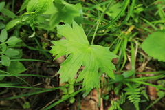 Geranium maximowiczii