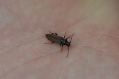 Tetropium castaneum