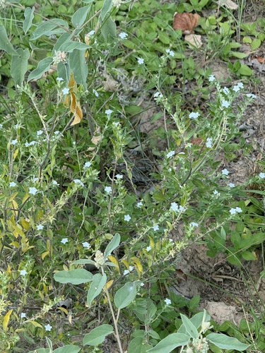 Coastal plain heliotrope (Euploca racemosa)