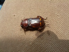 Nicrophorus pustulatus