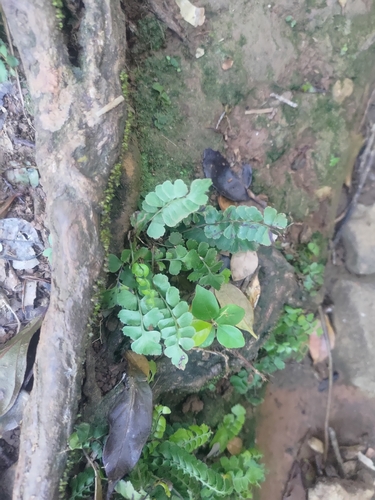 Lindsaea bonii (Lindsaea bonii)