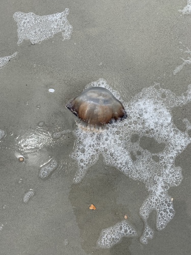 Cannonball Jelly photographed in South Carolina