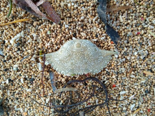 Three-spotted Swimmer Crab (Portunus sanguinolentus)