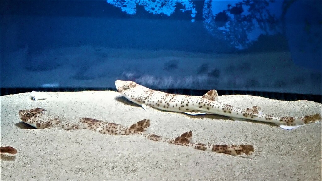 Indonesian speckled catshark