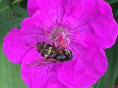 Dasysyrphus tricinctus