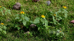 Heliopsis annua