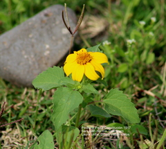 Heliopsis annua