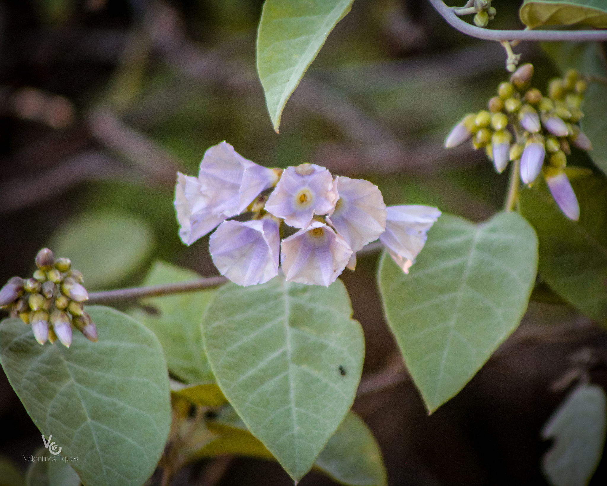 Jacquemontia glaucescens