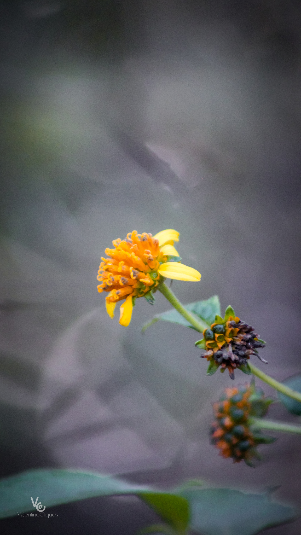 Tilesia baccata
