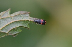 Anthocomus fasciatus