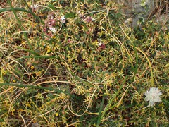 Anthyllis hermanniae corsica