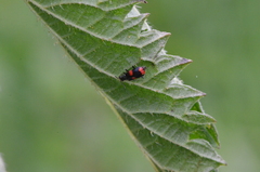 Anthocomus fasciatus