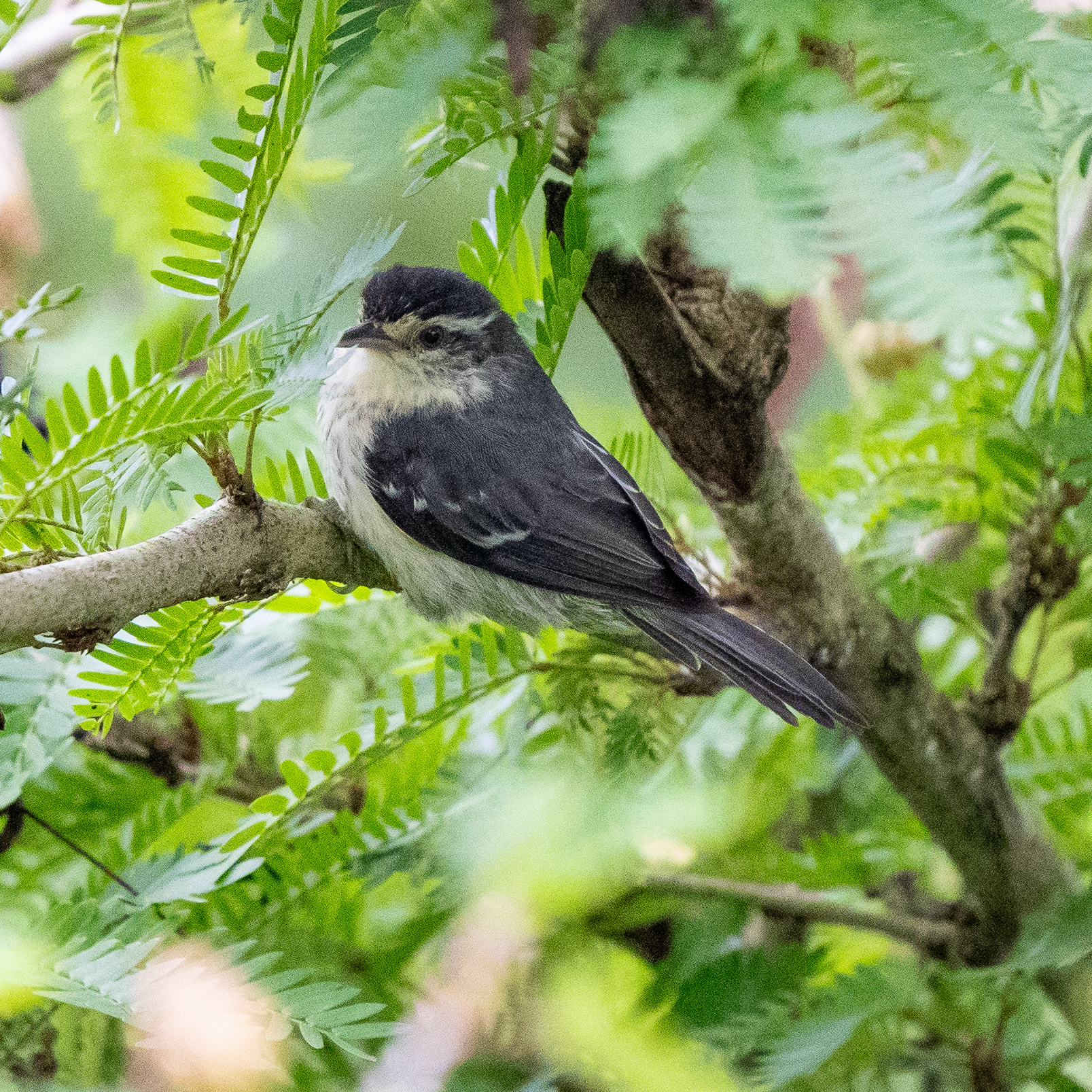 Double-banded Greytail (Xenerpestes minlosi), photo 5