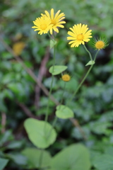 Doronicum