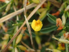 Anthyllis hermanniae corsica