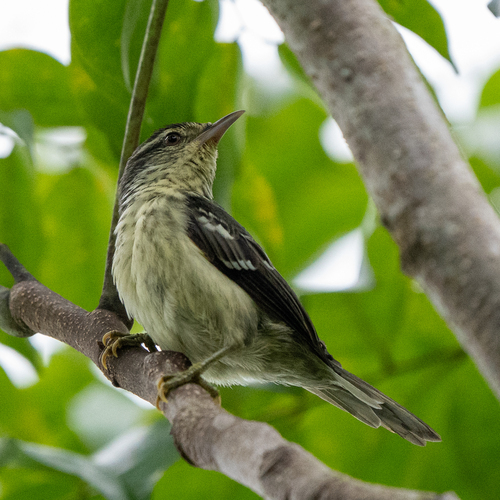 Double-banded Greytail (Xenerpestes minlosi), photo 6
