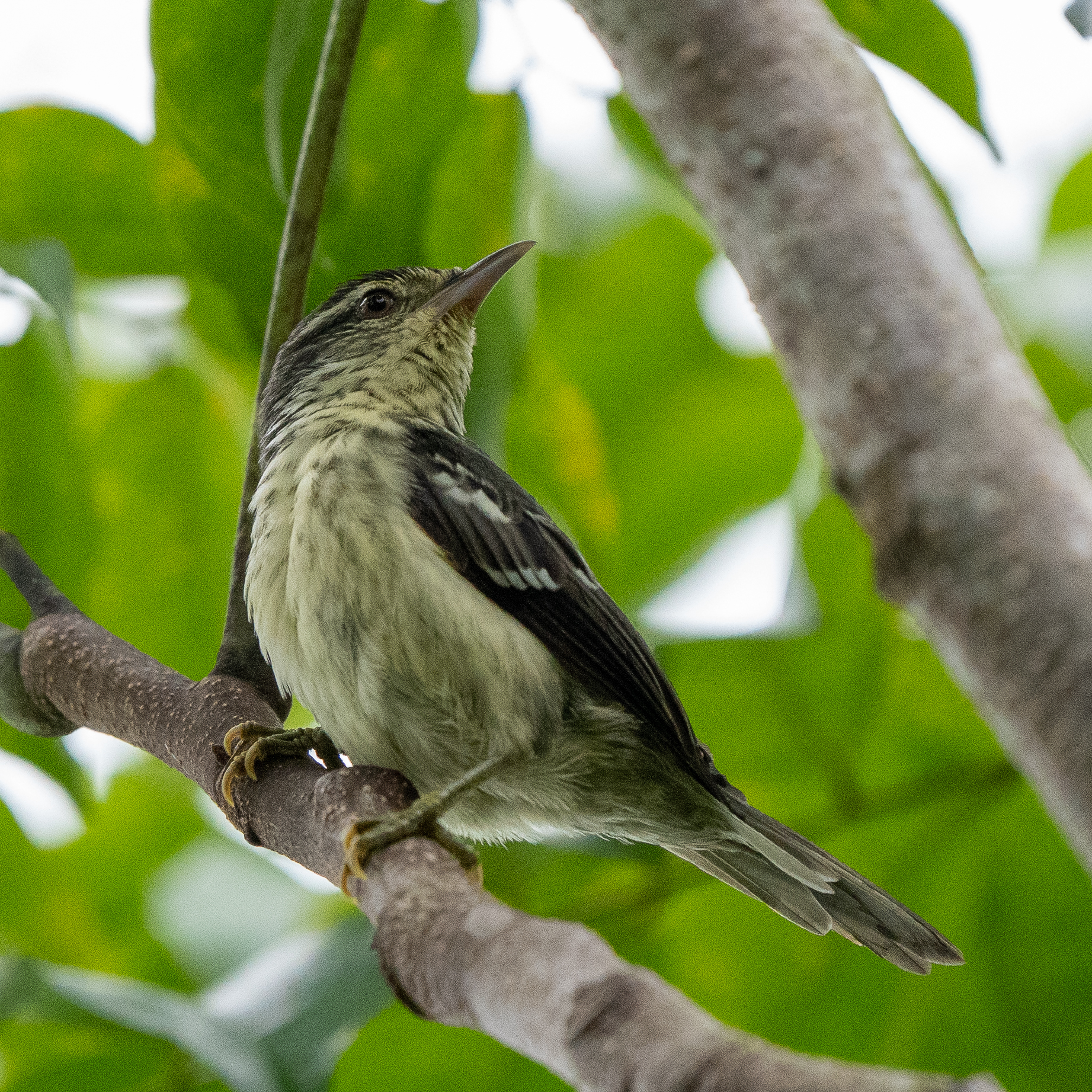 Double-banded Greytail (Xenerpestes minlosi), photo 6
